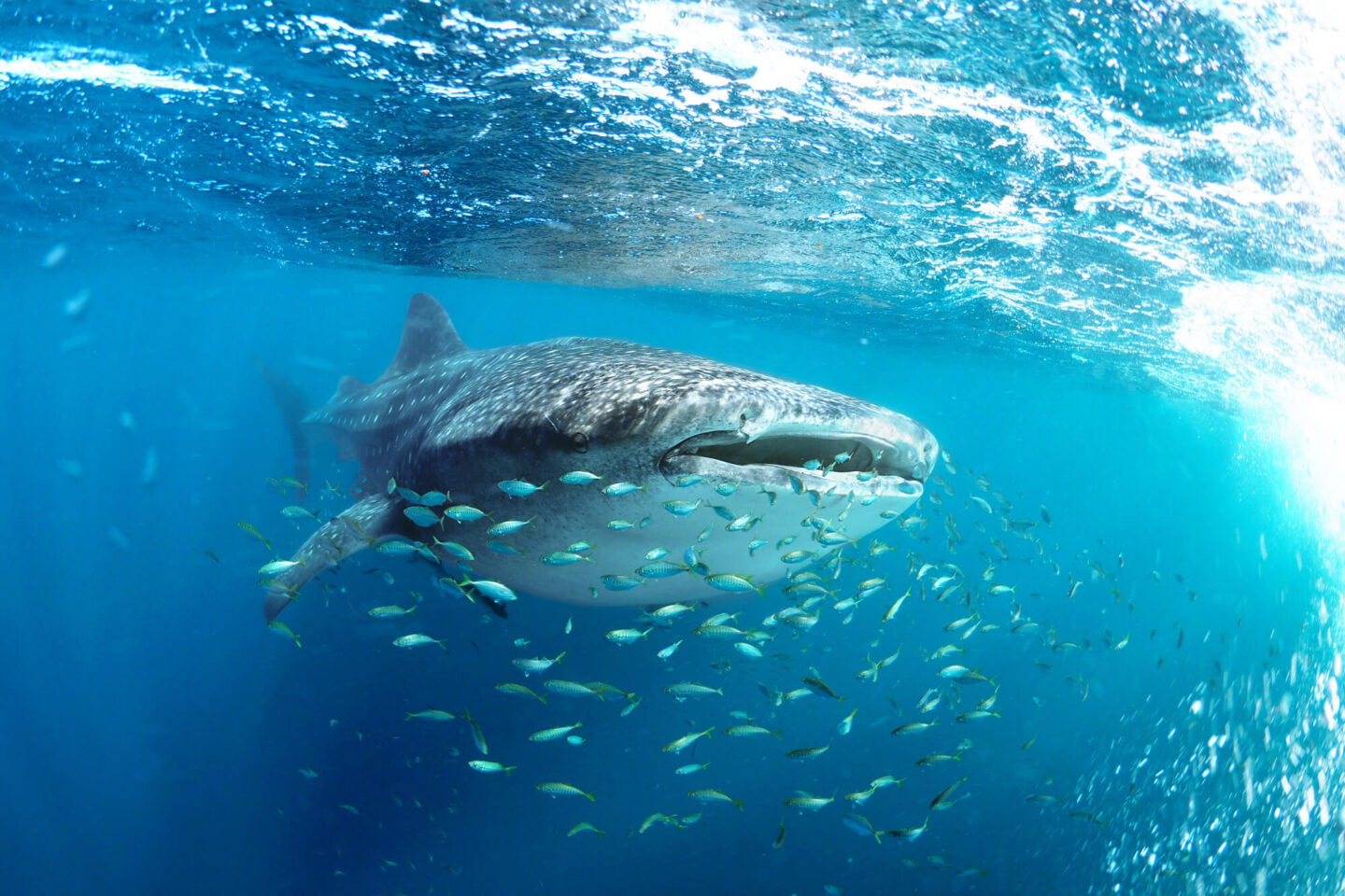 australia whale shark swimming through school of fish istk