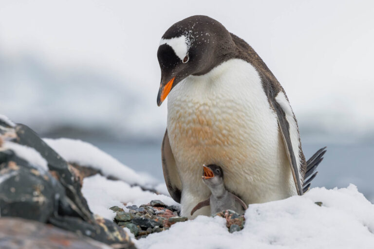 antarctica gentoo penguin with chick istk