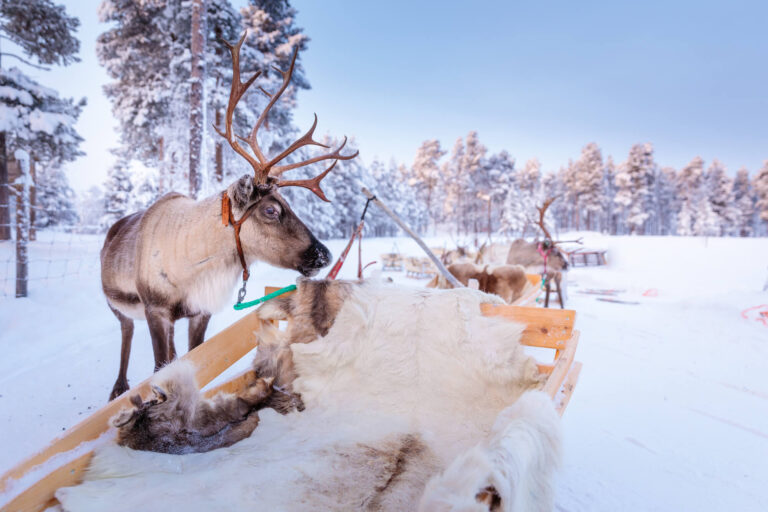 finnish-lapland-reindeer-sleigh-ride-inari-whs