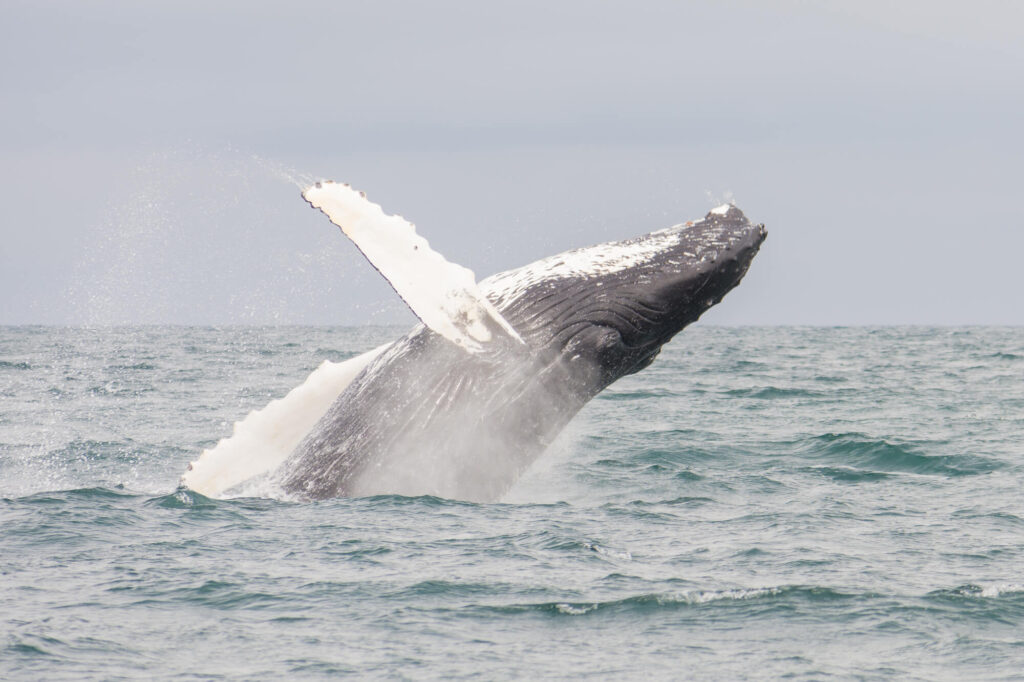 iceland-humpback-whale-breaching-eyjafjordur-istk