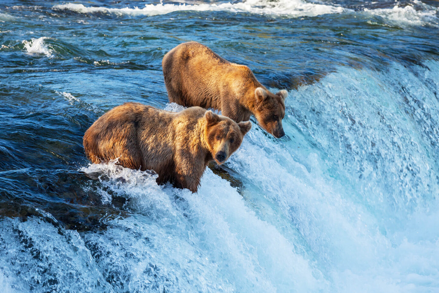 alaska-brooks-falls-grizzly-bears-astk