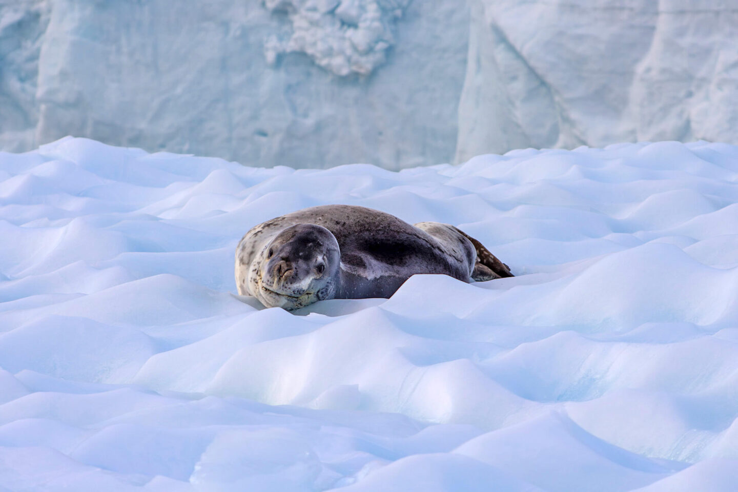 antarctica-leopard-seal-laying-on-ice-darren