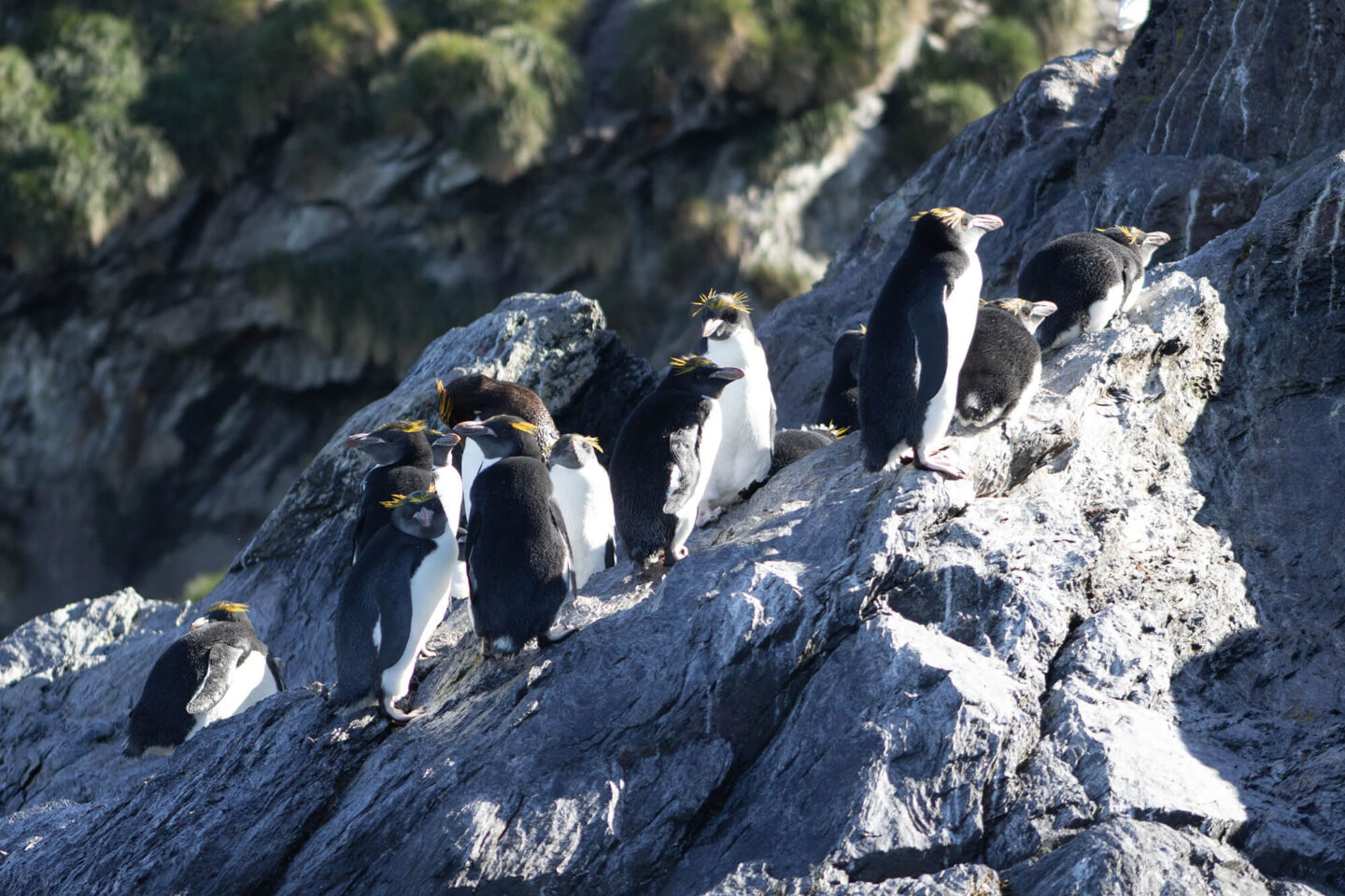 falkland-islands-rockhopper-penguins-ds