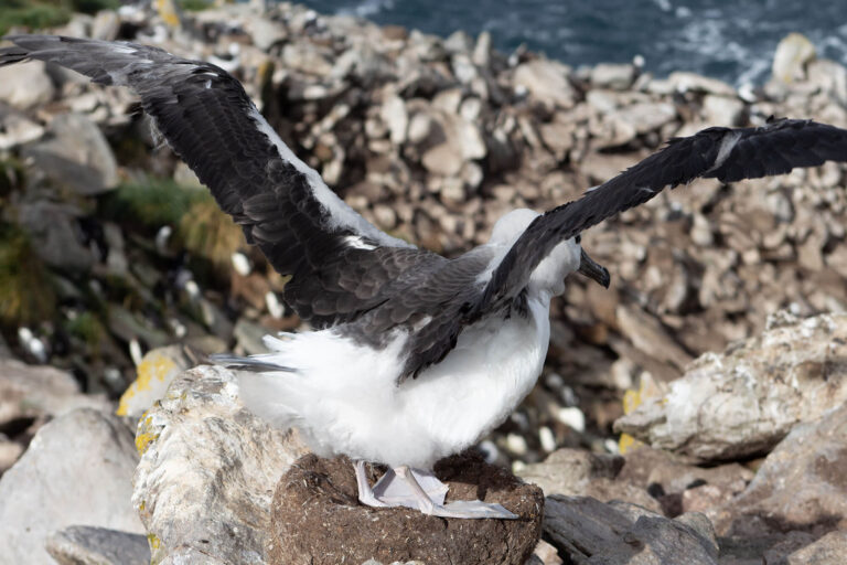 south-georgia-albatross-ds