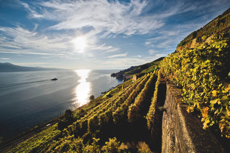 switzerland-st-saphorin-vineyard-lavaux-st