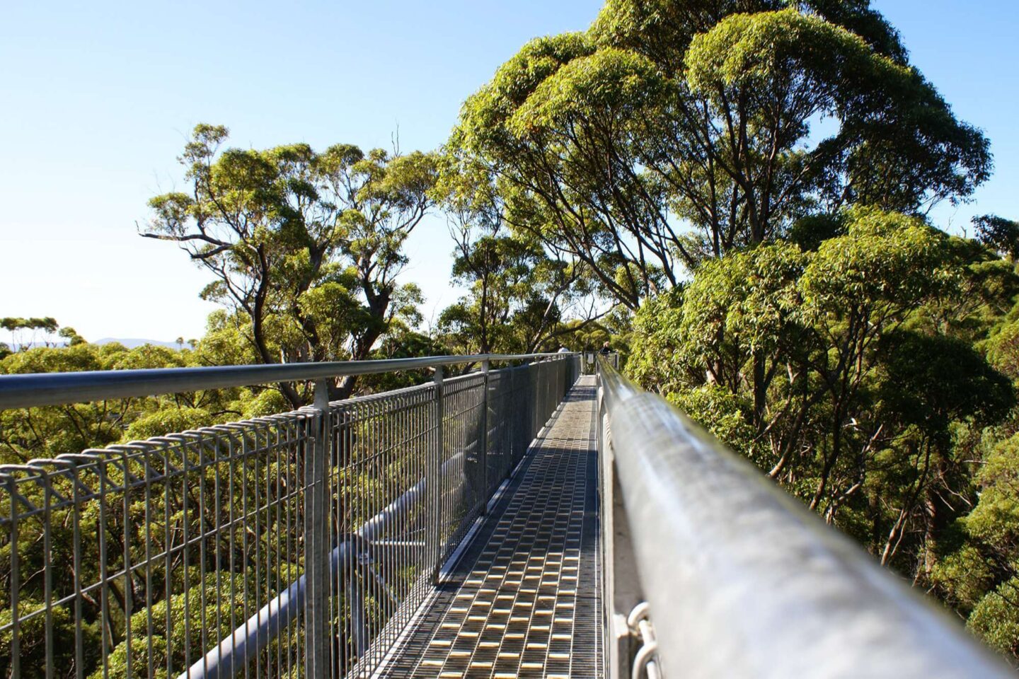 western-australia-treetop-walk-pemberton-pf