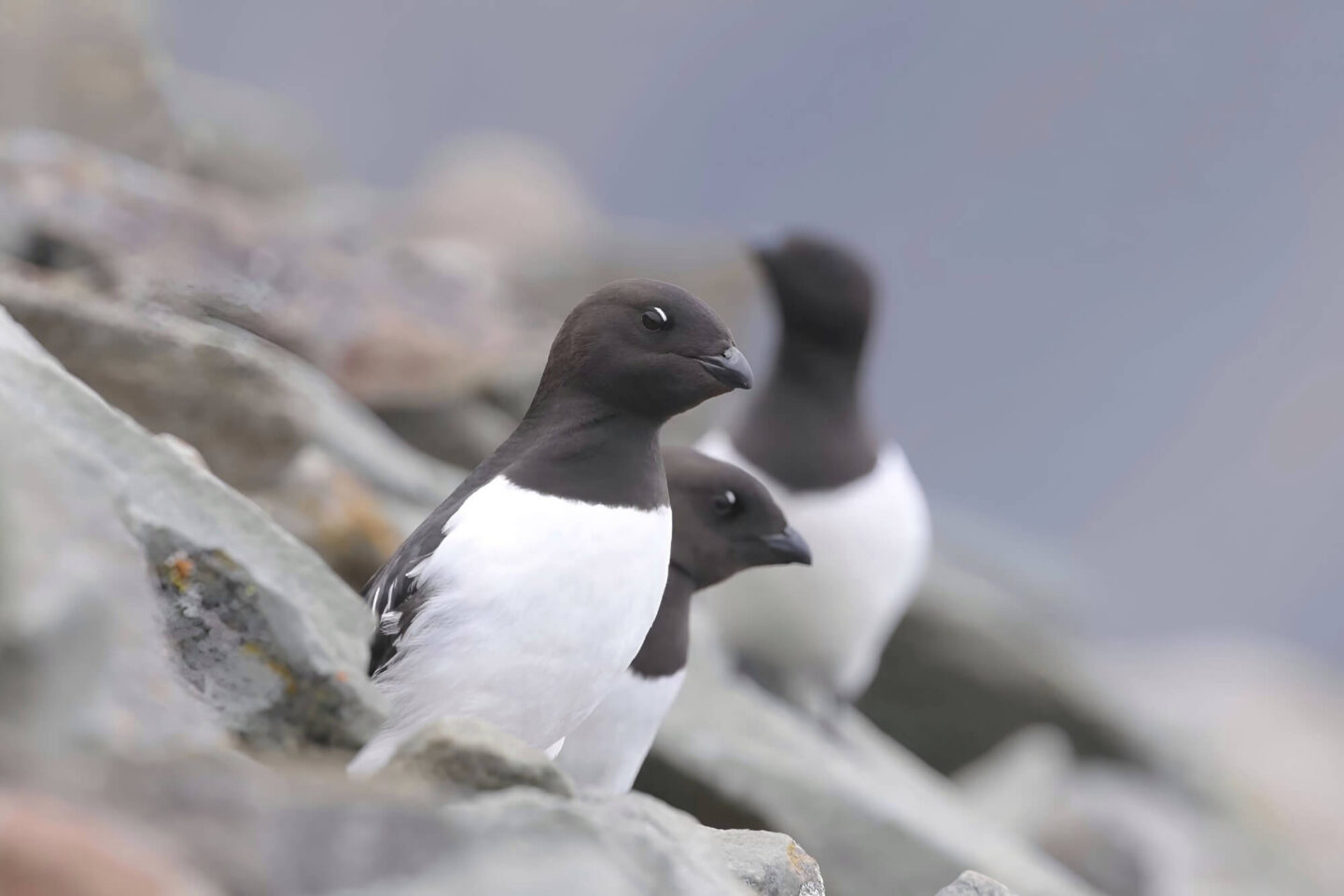 arctic-spitsbergen-little-auks-astk