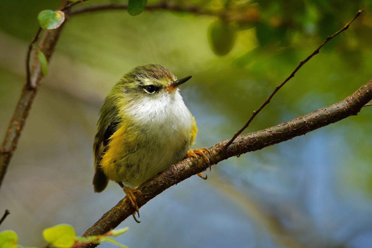 new zealand-endemic-bird-titipounamu-astk