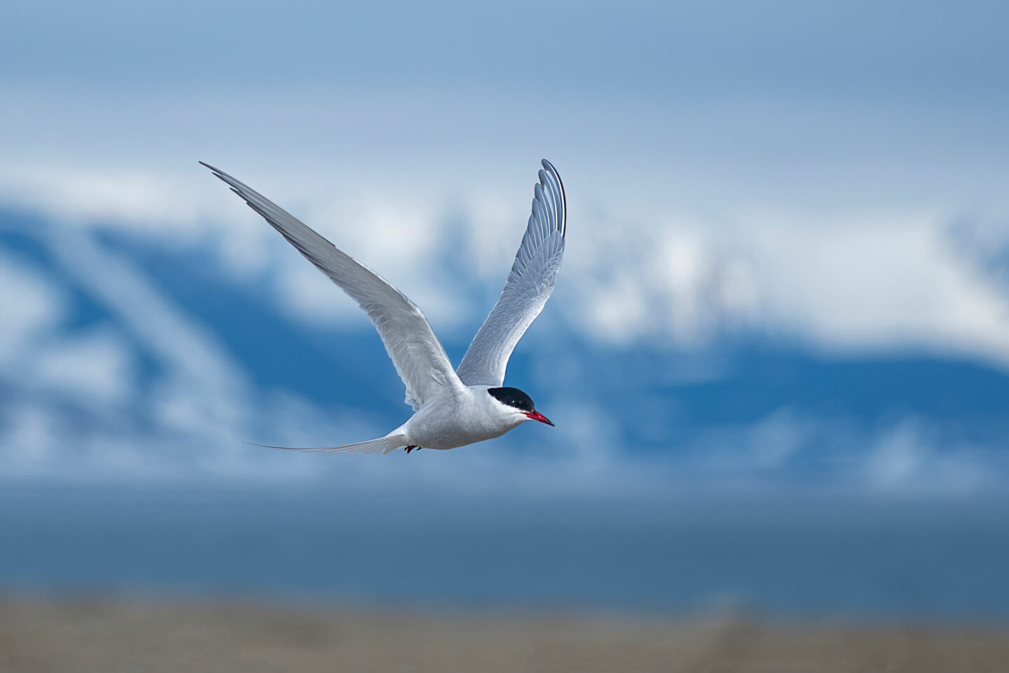 svalbard-arctic-tern-in-flight-istk