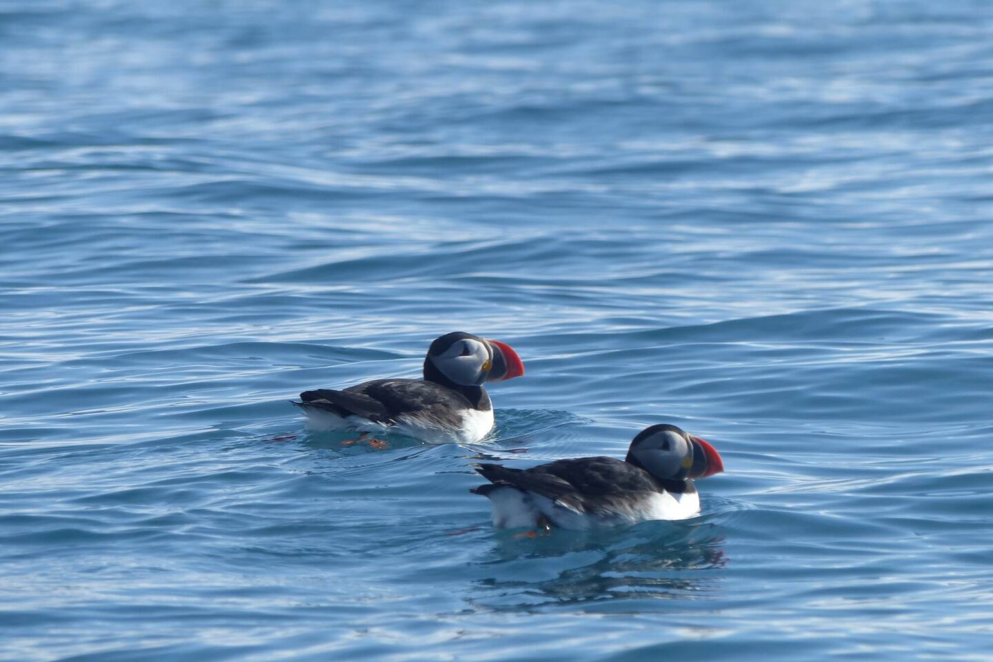 svalbard-atlantic-puffin-at-sea-pf