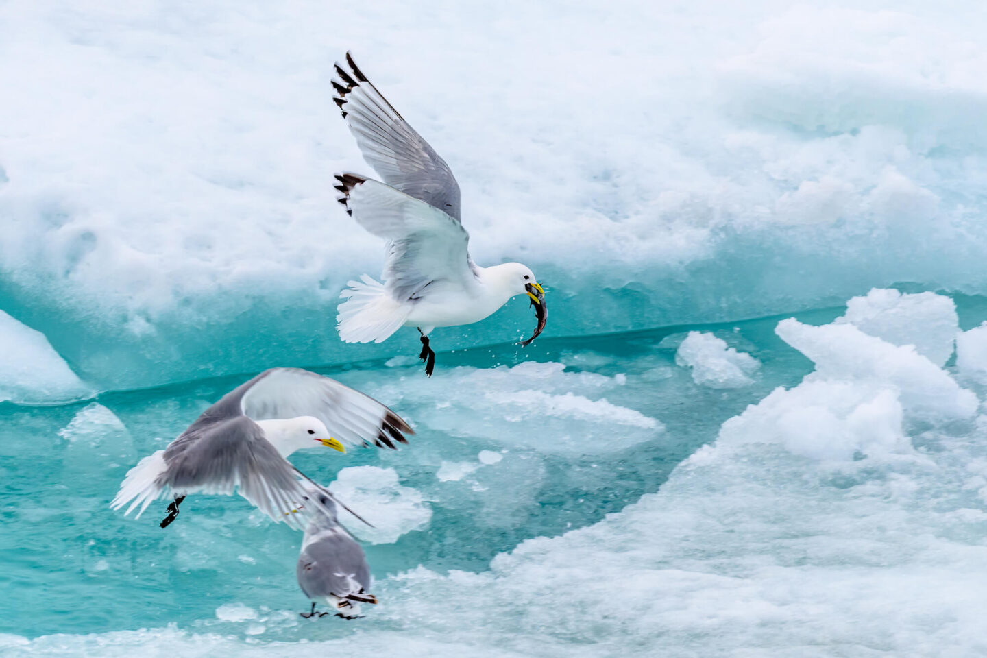 svalbard-kittiwakes-feeding-astk