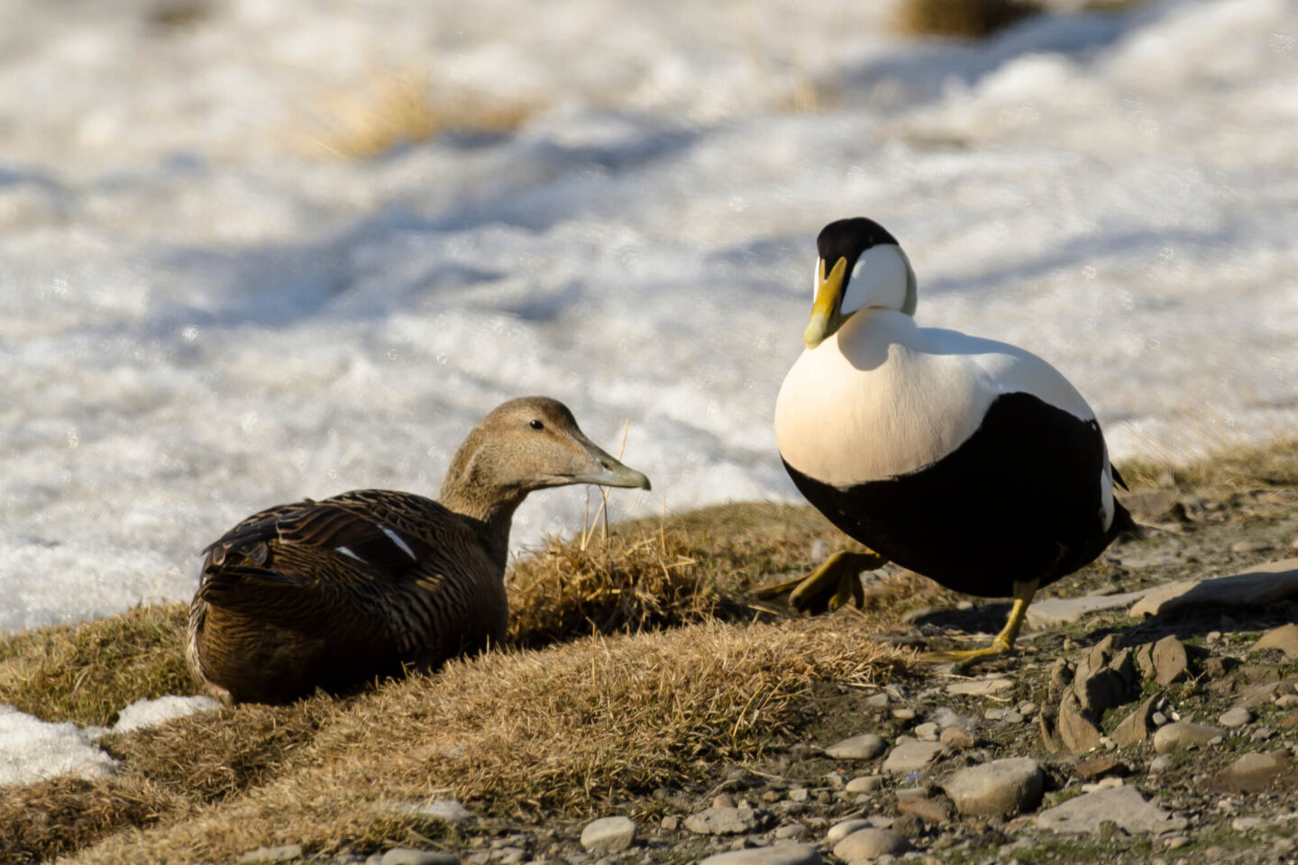 svalbard-male-and-female-common-eider-ducks-astk