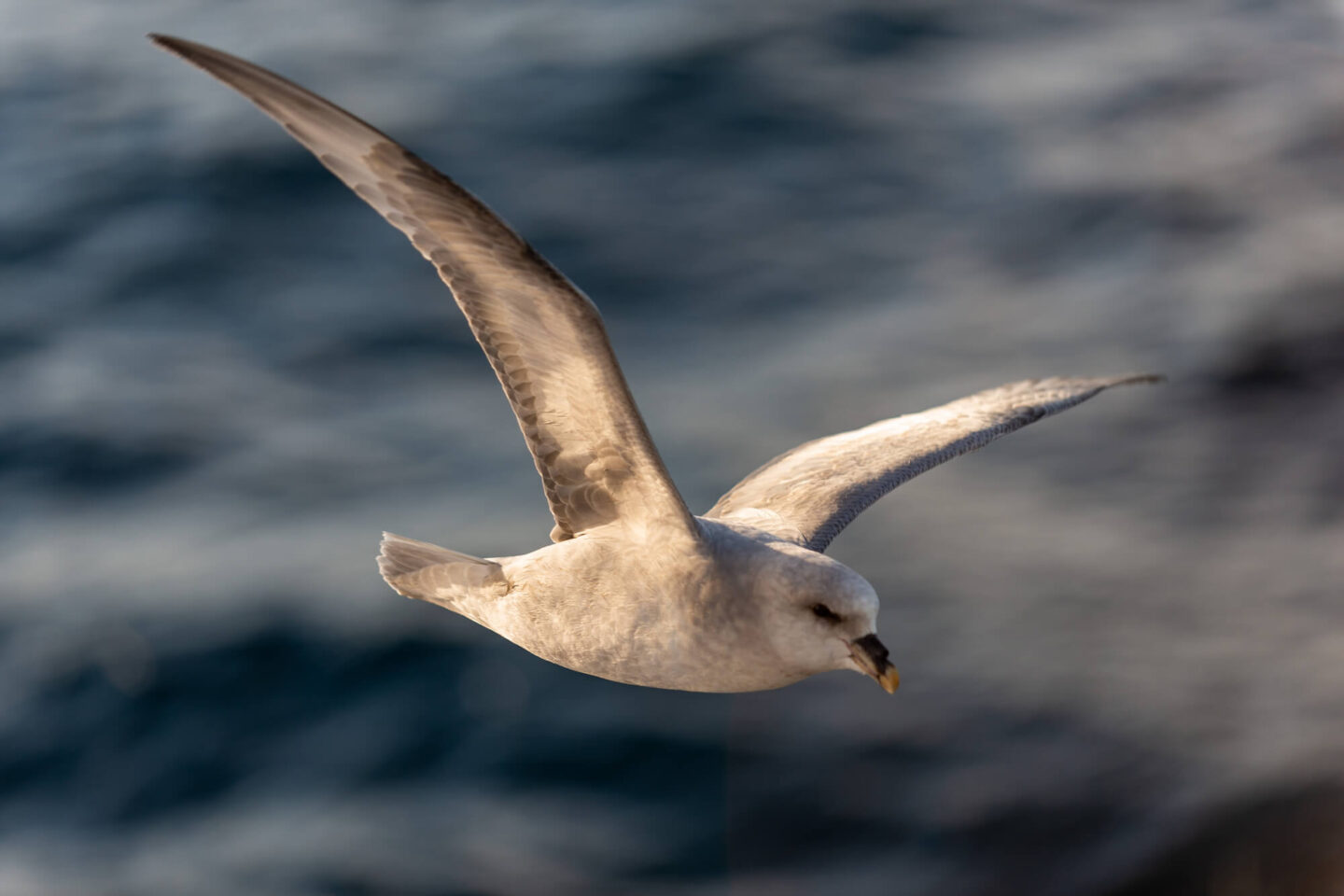 svalbard-northern-fulmar-in-flight-astk