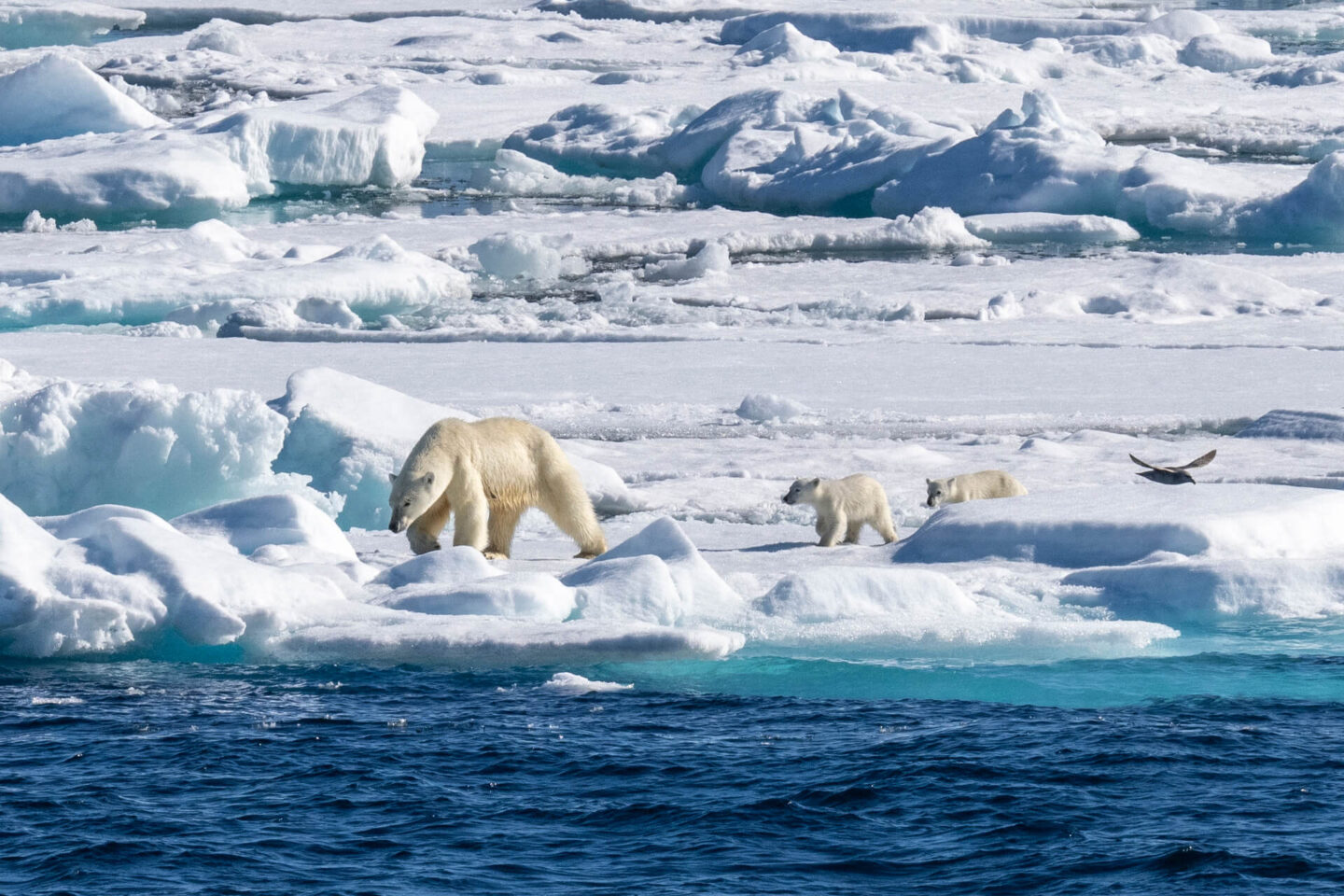 svalbard-polar-bear-and-cubs-storoya-ae