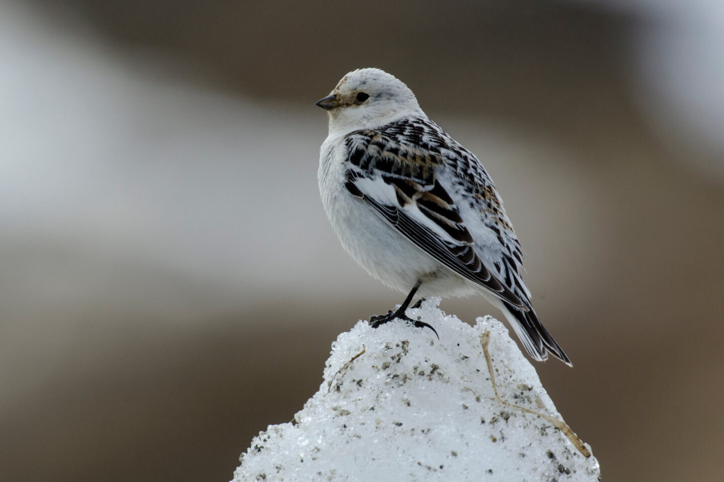 svalbard-snow-bunting-astk