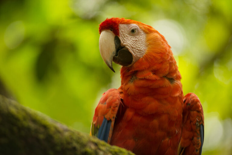 costa-rica-birdlife-scarlet-macaw-tb