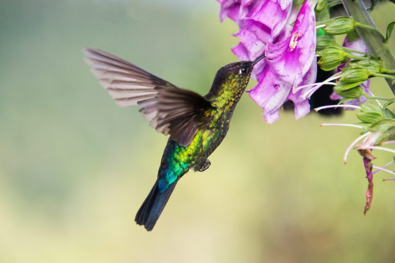 costa-rica-hummingbird-tb