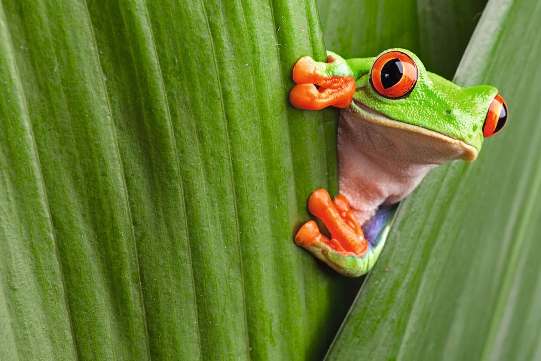 Costa Rica red-eyed tree frog