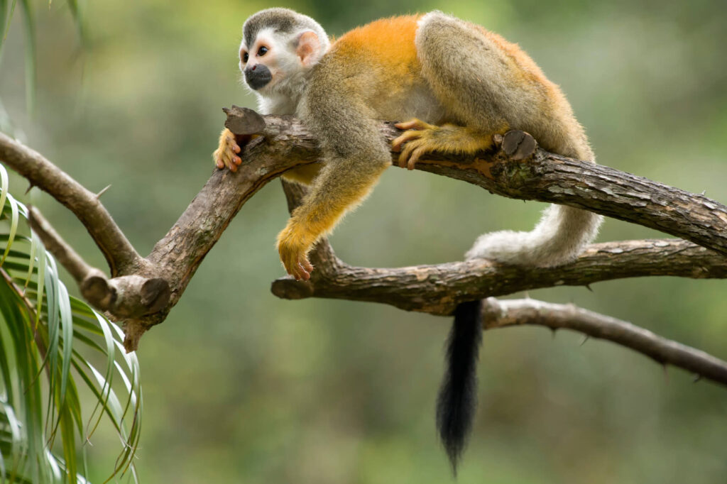 costa-rica-squirrel-monkey-istk