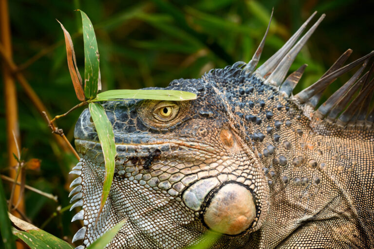 costa-rica-wildlife-iguana-close-up-rth