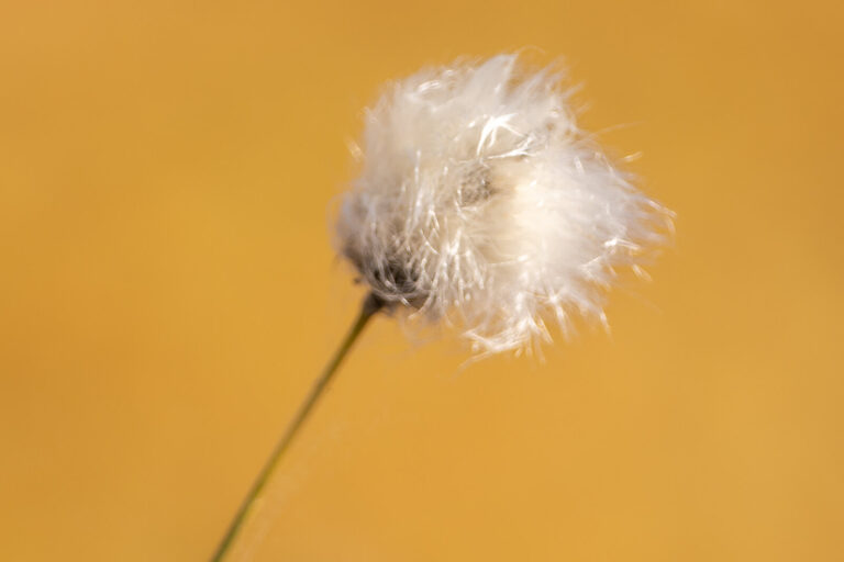 finland-haltia-lake-lodge-nuuksio-cotton-flower-timo-t-1