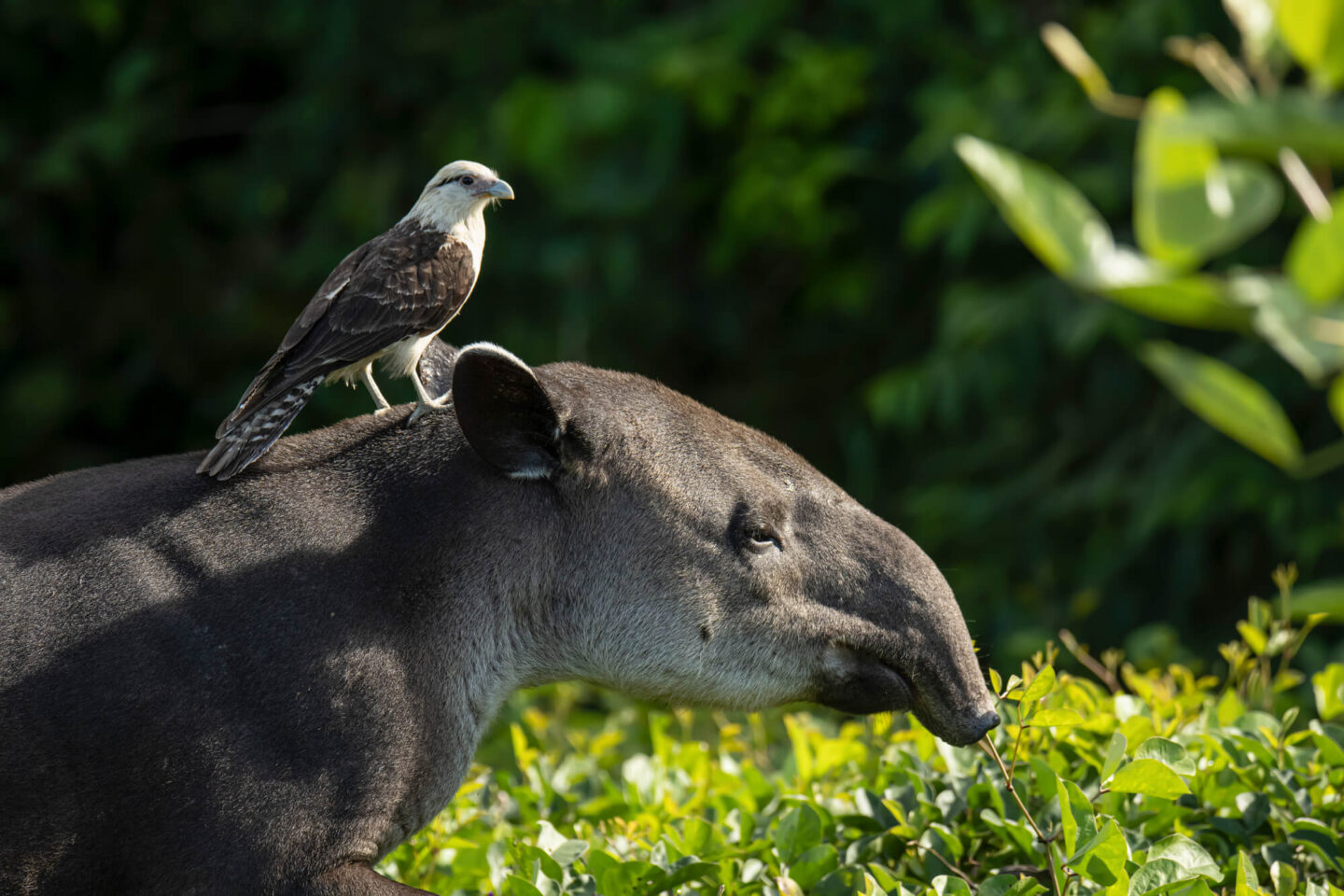 costa-rica-bairds-tapir-and-yellow-headed-caracara-istk