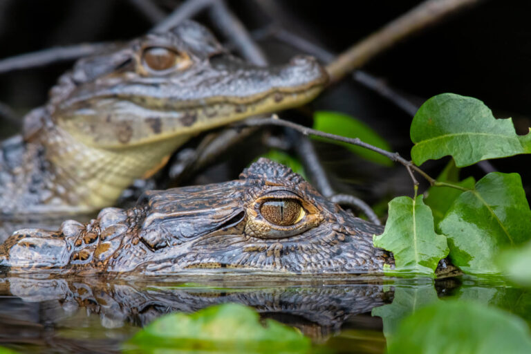 costa-rica-caimans-close-up-tortuguero-istk