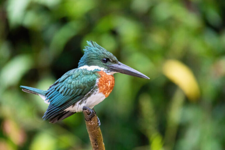 costa-rica-cano-negro-wildlife-cruise-arenal-amazon-kingfisher-bp