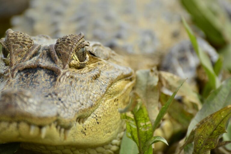 costa-rica-cano-negro-wildlife-cruise-arenal-crocodile-bp