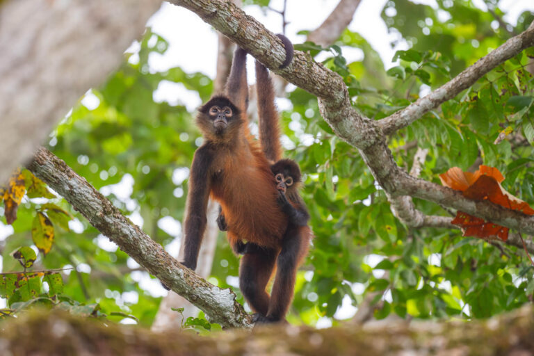 costa-rica-cano-negro-wildlife-cruise-arenal-spider-monkeys-bp