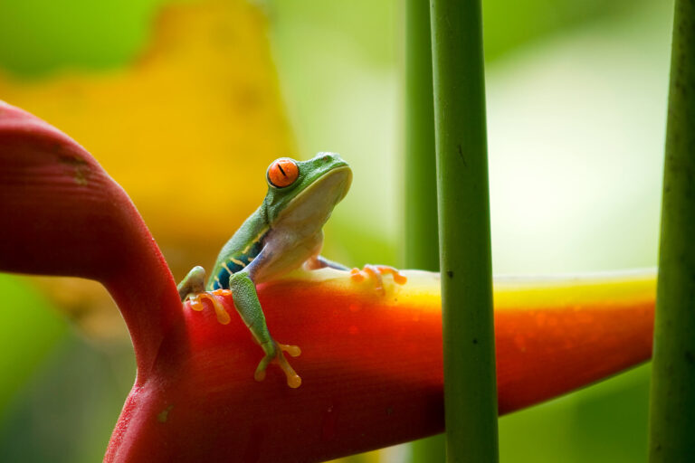 costa-rica-dimutive-red-eyed-tree-frog-istk