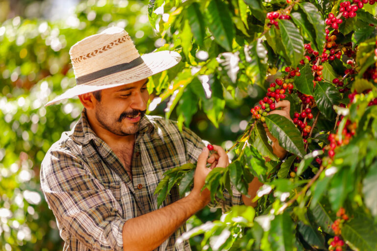 costa-rica-farmer-picking-coffee-beans-astk