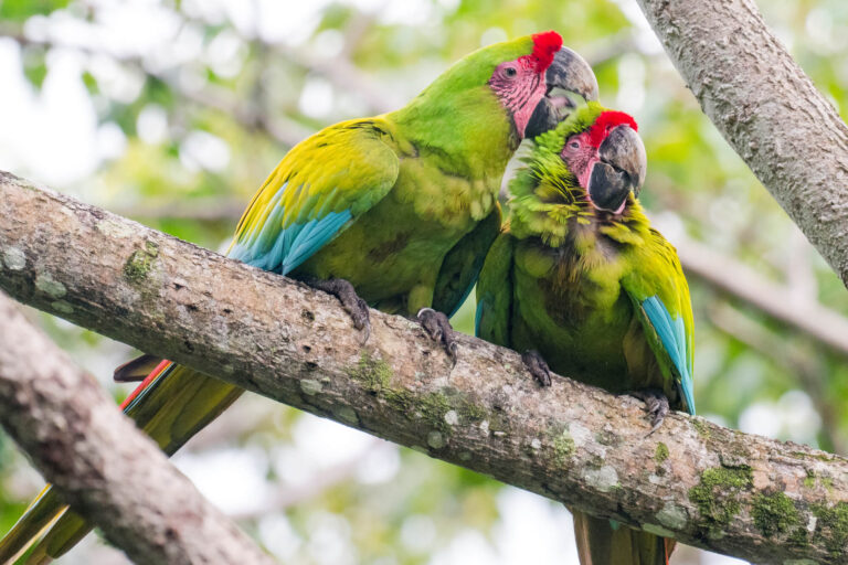 costa-rica-green-macaw-istk