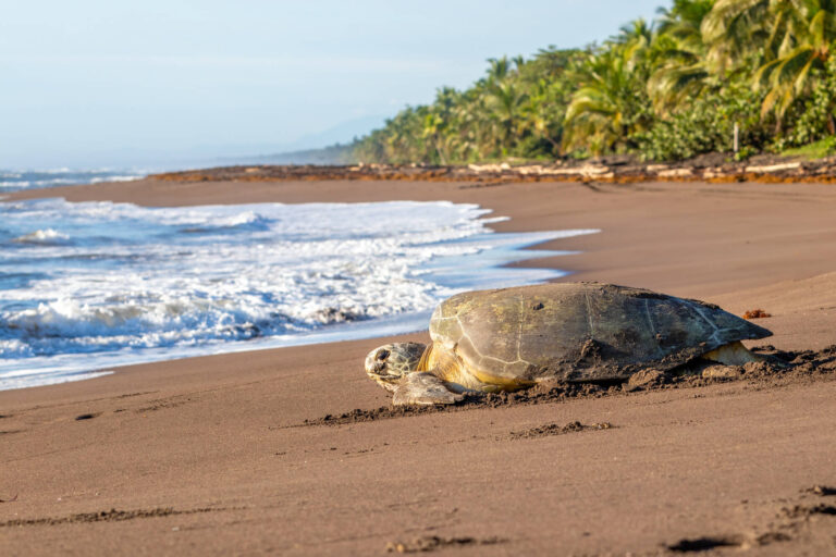 costa-rica-green-sea-turtle-nesting-tortuguero-astk