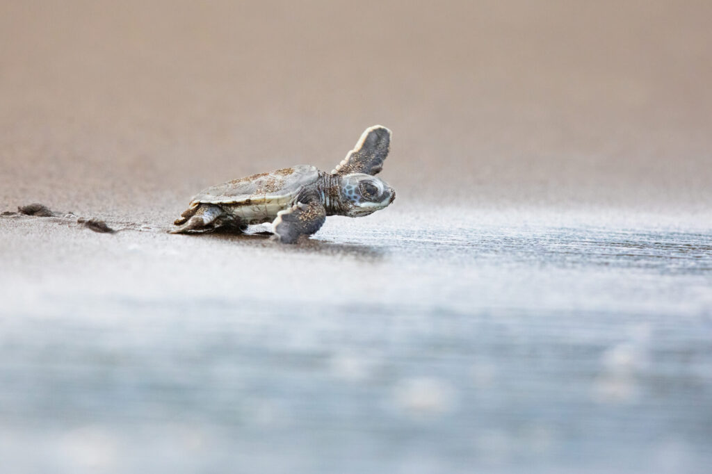 costa-rica-green-turtle-hatchling-on-beach-istk