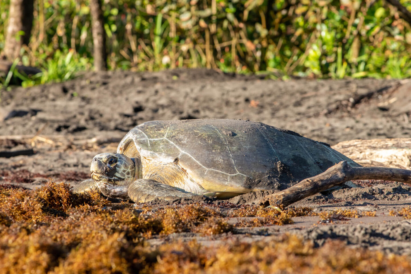 costa-rica-green-turtle-nesting-on-beach-tortuguero-astk