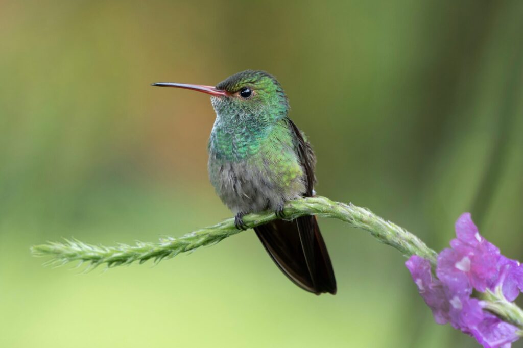 costa-rica-hummingbird-hongbin-on-unsplash