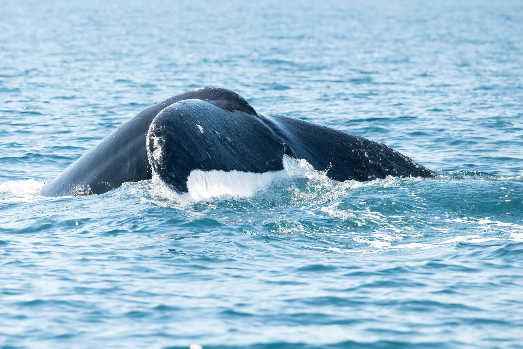 costa-rica-humpback-whale-tail-fluke-astk