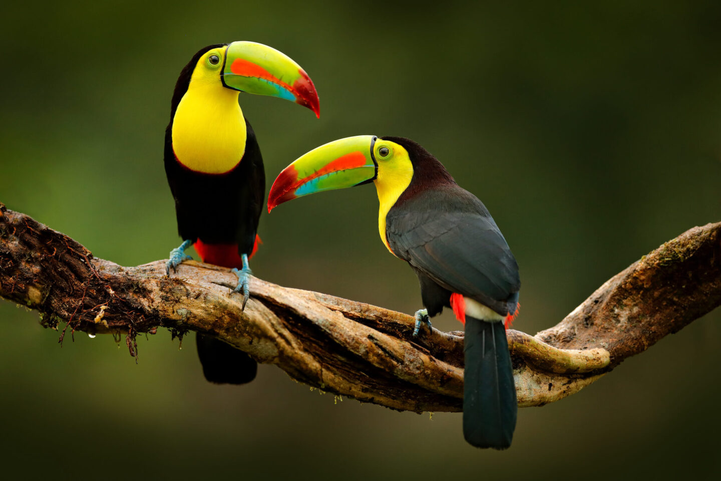 costa-rica-keel-billed-toucans-astk