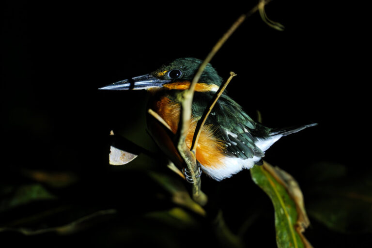 costa-rica-kingfisher-night-walk-astk