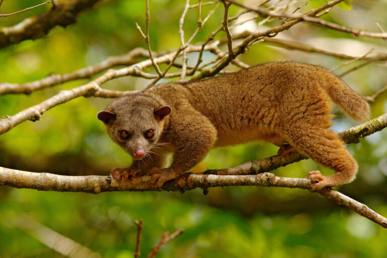 costa-rica-kinkajou-astk