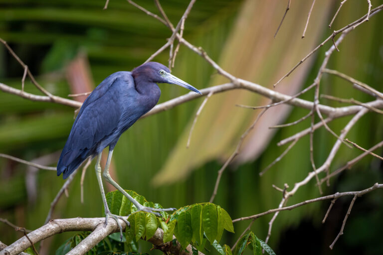 costa-rica-little-blue-heron-astk