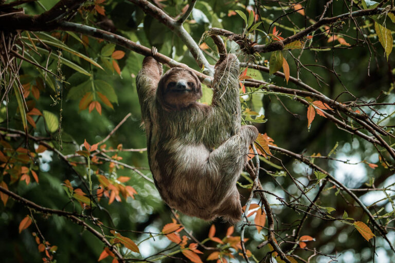 costa-rica-penas-blanca-boat-safari-sloth-bp