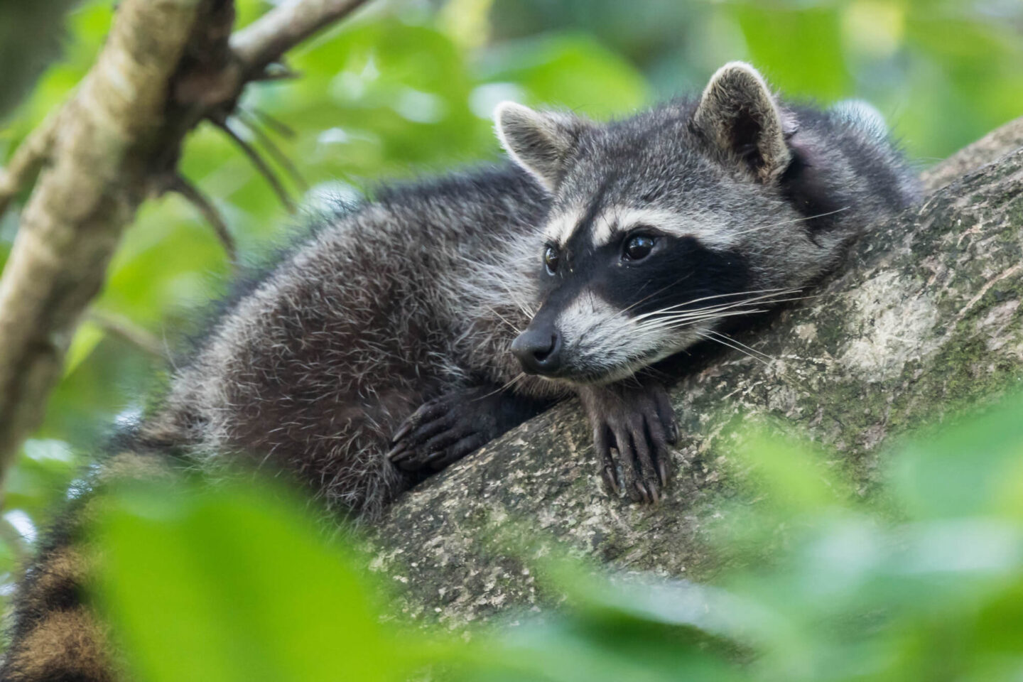 costa-rica-racoon-in-tree-cahuita-astk