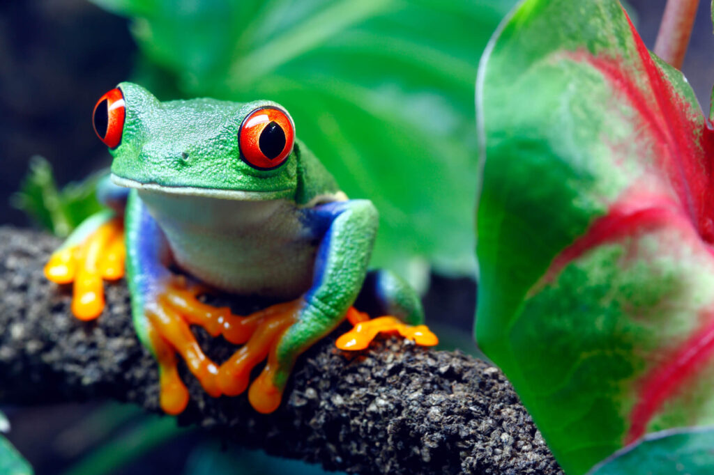 costa-rica-red-eyed-frog-istk