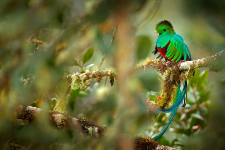 costa-rica resplendent-quetzal-astk