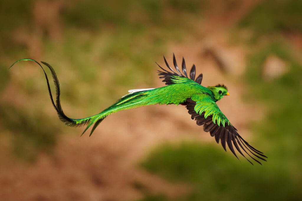 costa-rica resplendent-quetzal-in-flight-astk