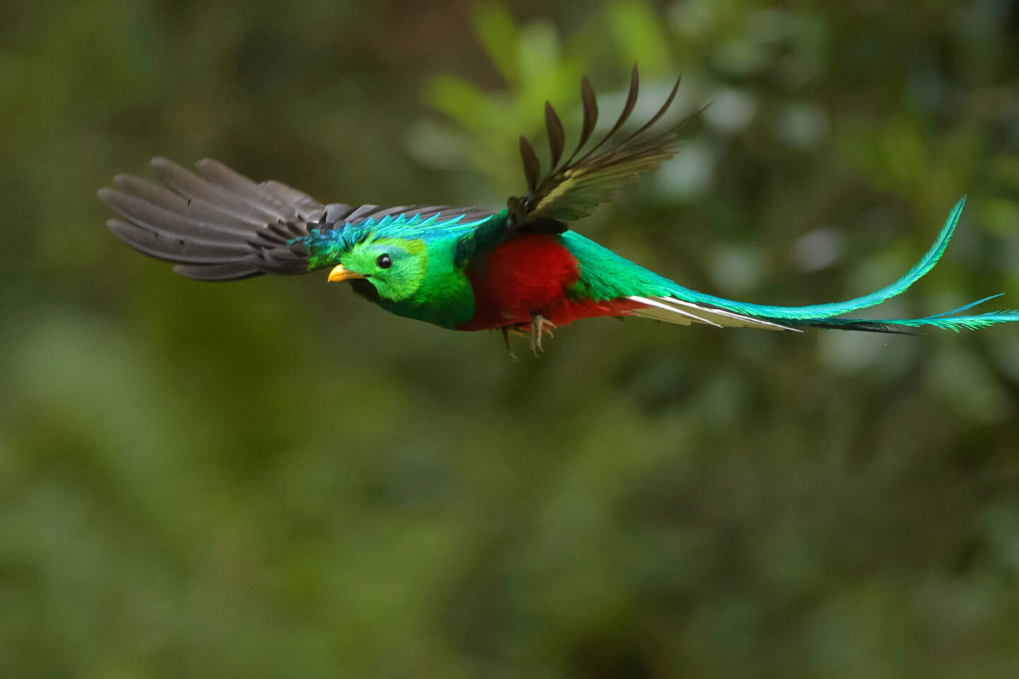 costa-rica-resplendent-quetzal-in-flight-istk