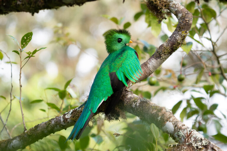 costa-rica-resplendent-quetzel-astk