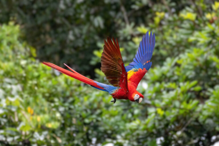 costa-rica-scarlet-macaw-in-flight-astk